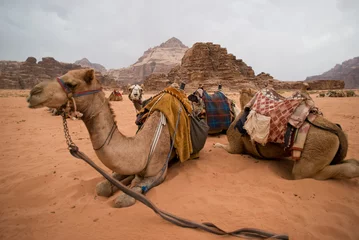 Photo sur Plexiglas Chameau Resting camels, Wadi Rum desert, Jordan