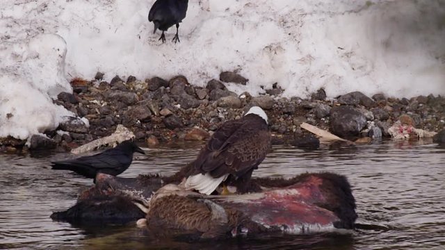 Bald eagle chases other bald eagle from bison carcass and fights with ravens
