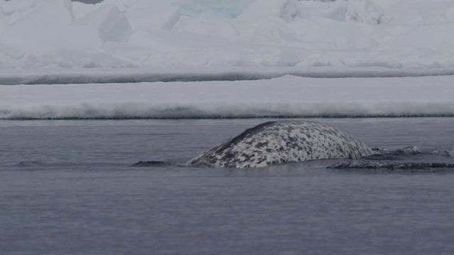 Slow motion - closeup on narwhal bubbling and diving
