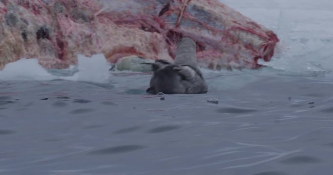 Close on sea birds swimming next to bloody whale