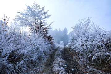 Winter Landscape