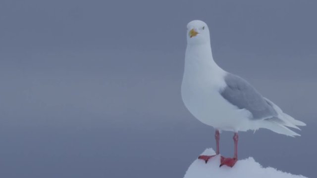 Close on glaucous gull perched on peak of ice