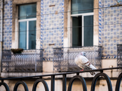 Pigeon in Lisbon, Portugal