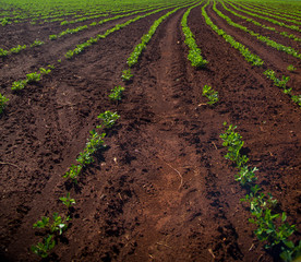 plantação amendoim