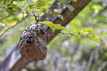 Wasp hive in the pergola of the park