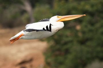 American white pelican