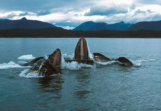 Humpback whales lunge feeding