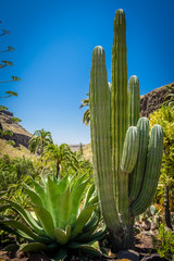 Cactus park in Gran Canaria