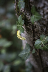 Yellow catterpillar on a trunk