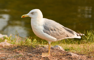 Seagull standing near green water.