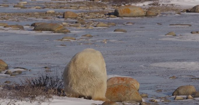 Polar bear sits down on icy shore near rocks and willows