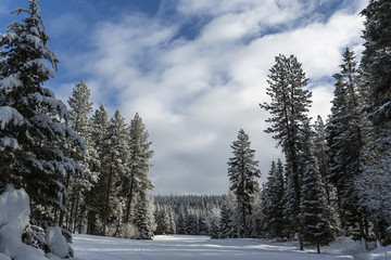 Snow covered golf course with pines and pathway