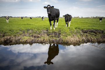 Dutch Holstein dairy cow grazing in field, the Netherlands