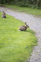 rabbit eating grass