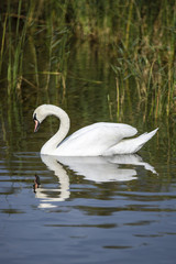 Swan swimming on a lake with reflection on water