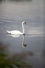 Swan swimming on a lake with reflection on water