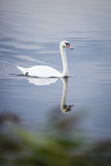 Swan swimming on a lake with reflection on water