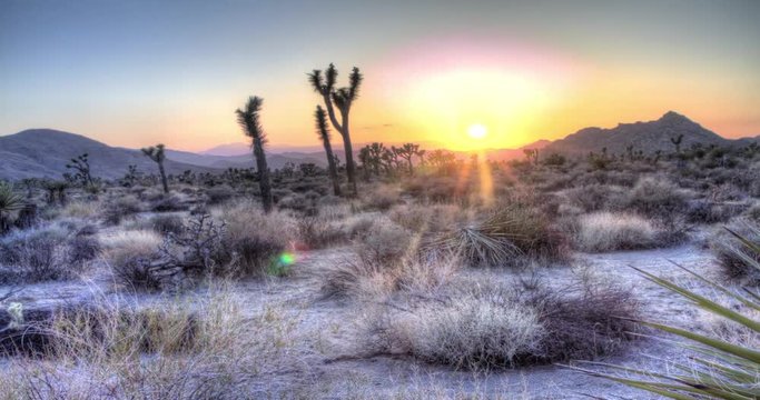 Joshua Tree National Park. A Beautiful Sunset in the Extreme Desert Landscape. 