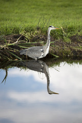Grey heron by a canal reflecting in water