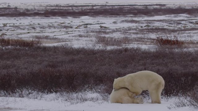 Slow motion - Polar bears wrestle at edge of willows on cloudy day