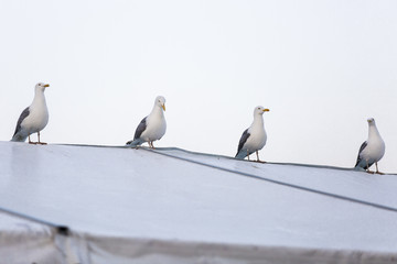 4 perched seagulls
