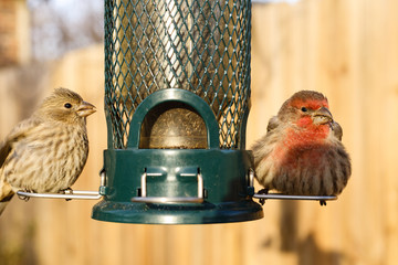 Birds feeding at backyard feeder