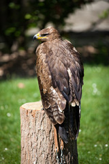 Falconery Bird of prey, hawk