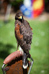 Falconery Bird of prey, hawk