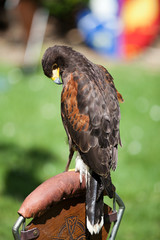 Falconery Bird of prey, hawk