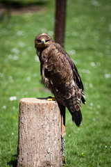 Falconery Bird of prey, hawk