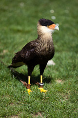 Falconery Bird of prey, caracara