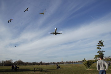 Bird Strike Airplane