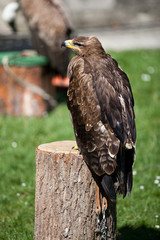 Falconery Bird of prey, hawk