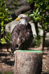 Falconery Bird of prey, bald eagle