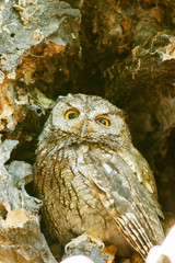 Western screech owl sits in an oak tree