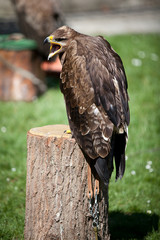 Falconery Bird of prey, hawk