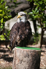 Falconery Bird of prey, bald eagle