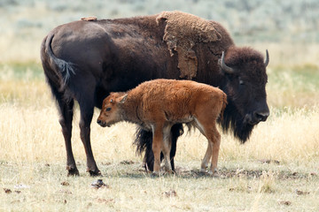 Buffalo calf