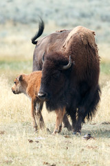 Buffalo calf