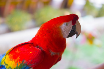 Big red macaw parrot with a big beak