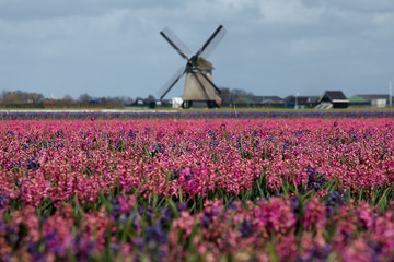 Spring in the Netherlands, pink tulips field with a windmill in the background