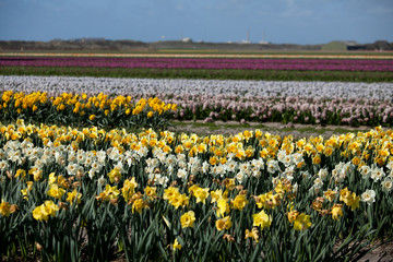 Spring in the Netherlands, multicolor tulip field