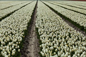 Spring in the Netherlands, white tulip field