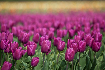 Spring in the Netherlands, pink tulips field