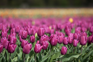 Spring in the Netherlands, pink tulips field
