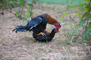 Mating Cockfight in nature,Thailand