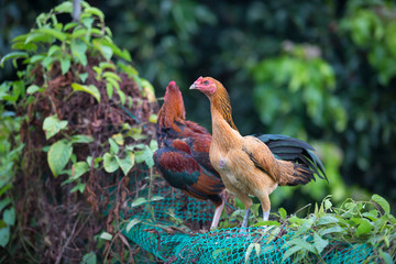 Hen Cockfight in nature,Thailand