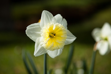 Spring in the Netherlands, isolated daffodil
