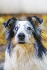 Fototapeta premium The portrait of a blue merle Sheltie dog with different eyes sitting outdoors in autumn