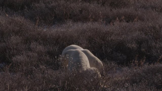 Slow motion - two polar bears say hello in willows in arctic afternoon